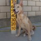 Foto de la protectora para su adopción