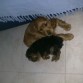 Con su amiguito rocky
