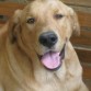 es un hermoso y bello perro!!!!!! le encanta jugar y dormir.....