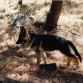 otra de thor en la pedriza