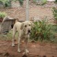 posando en el patio de mi casa, luego de correr un rato