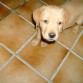 Este es Doggy. Mi Labrador Retriever amarillo.