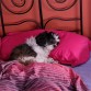 Preparado para una buena siesta