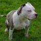 American Bully Standard 