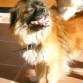 COCO UN PEKINES CON GRAN CORAZÓN QUE NECESITA UN HOGAR URGENTE. VIGO24
 
dic
 
La historia de Coco empieza cuando una compañera nuestra oye unos gemidos en unos arbustos. Se adentra en esa zona de monte y cual es su sorpresa cuando ve un pekinés atado a un árbol llorando.

Rápidamente le desata y le coge en brazos. Coco es todo dulzura, juerguista, algo escandaloso cuando ladra  ) y un donjuan. Es jovencito y ya se llevó a desparasitar y castrar. La casa de acogida de Coco está ya a tope y no puede tener mucho tiempo más al pequeño.
Necesitamos urgente una acogida para este pequeño ó una adopción.
Coco tiene un gran corazón ¿por qué no ofrecerle el nuestro?. interesados por favor que nos escriban a adopcionesgalicia@hotmail.es ó nos llamen a los tlfnos 696 69 39 71 / 649 43 31 50. GRACIAS
