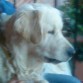 perfil de jackie