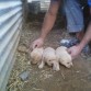 las 3 hermanitas