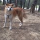 Aiko en el parquee