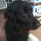 Mi Flat Coated Retriever