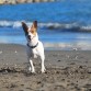 Soy muy activo, me gusta el agua, jugar, saltar, ladrar..incluso morder, me gusta mucho hacer amigos y como se ve en mi foto me encanta la playa. PD: si tenéis pelotas que os sobren, las acepto sin reparo.