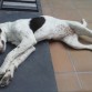 De siesta