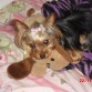mi vida!!! si queres amor esta raza te da de maasss!!!! :)