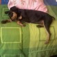 Mitzy duerme en mi cama :o