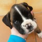 Tiene 2 meses, me lo han regalado mis hijos, tuve un cachorro también boxer de una camada de una boxer de mi hija y falleció hace un mes. Anteriormente tuve una boxer durante unos 10 años hasta que falleció. Espero disfrutar de nuevo con este cachorrillo.