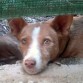 Podenco Andaluz