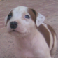 mi pequeño ziron