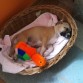 durmiendo con su juguete