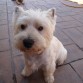 De adulto un perro tranquilote :)
