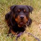 Ruffo es un hermoso Rottweiler, super jugueton, muy cariñoso y sobre todo muy respetuoso. 