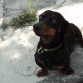 soy muy guapo y atrevido y mi raza es "Dachshund"