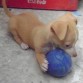 canela con su pelota cuando tenia 1 mes 