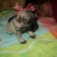 MI BB PICKY