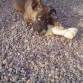 Jugando con un huesito