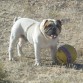 Este es Troy,un perro noble,cariñoso y jugueton