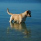 En la playa buscando peces!