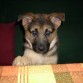 Mi princesita de pekeña
