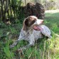 Descansado a la sombra en el campo