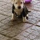 Una bellla cachorra hija de Brahma