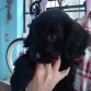 Flat Coated Retriever preciosa de 2 meses de nacida