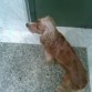 Curro, tengo el pelo lacio.