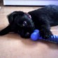 jugando con su huesito nuevo ^^