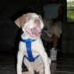 MI perro Hulk tiene 3 meses 