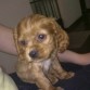 Es la perrita de mi hija Diana