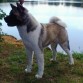 Oso en la laguna de Peña Cabarga en Cantabria