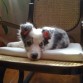 De cachorrito