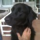 Mi Flat Coated Retriever