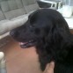 Mi Flat Coated Retriever