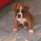 Es un boxer muy jugueton con cara de tierno 