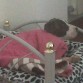 robando la cama al gato