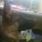 Kenobi con 5 meses
