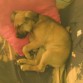 LUNA ES MU JUGUETONA PERO SE ME BORRARON LAS FOTOS  DE LA CAMARA.......PERO ESTA MAS WAPAAAAAAAAAAA