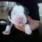 bueno este es mi primer pit bull  blue 