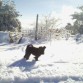 NEVADA EN EL PUERTO DE LOS LEONES