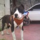 chato 7 meses y medio