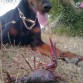 Negra con sus cangrejitos....vaya pescadora!!!!
