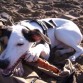 ioitz jugando en la playa